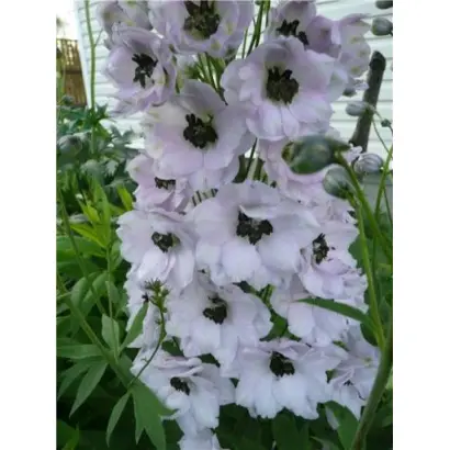 ВЕСЕННИЙ СНЕГ