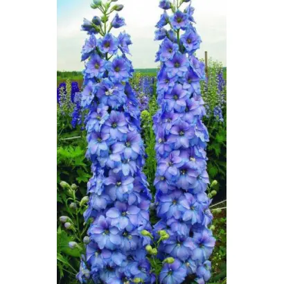 ГОЛУБОЕ КРУЖЕВО