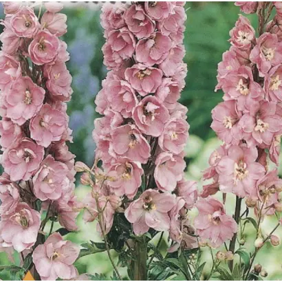 РОЗОВЫЙ ЗАКАТ