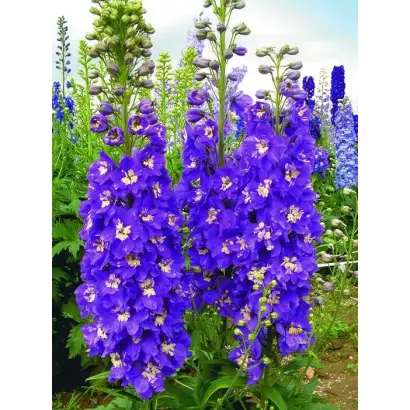 КОРОЛЬ АРТУР