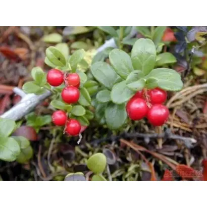 КОСТРОМСКАЯ РОЗОВАЯ