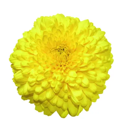 ЗОЛОТЫЕ КУПОЛА