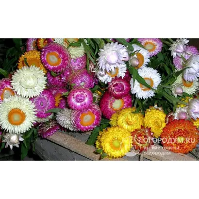 ПРИНЦЕССА СУРИ