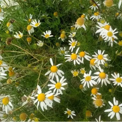 ПОДМОСКОВНАЯ