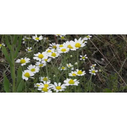 СИБИРСКАЯ БИЗАБОЛОЛЬНАЯ