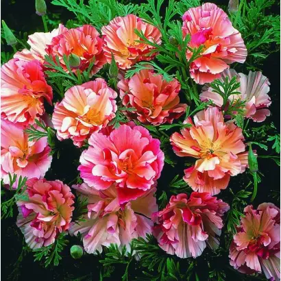 ЯБЛОНЕВЫЙ ЦВЕТ