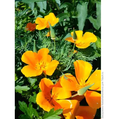 ОРАНЖЕВЫЙ КОРОЛЬ