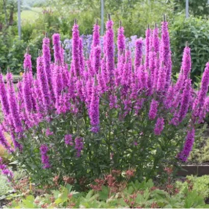 РОЗОВЫЙ ЖЕМЧУГ