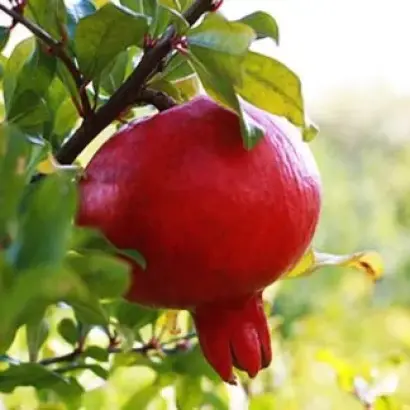 НИКИТСКИЙ РАННИЙ