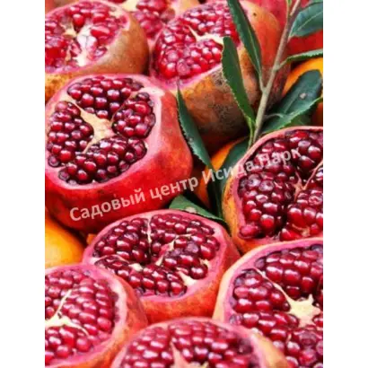 ЧЕРНОМОРСКИЙ