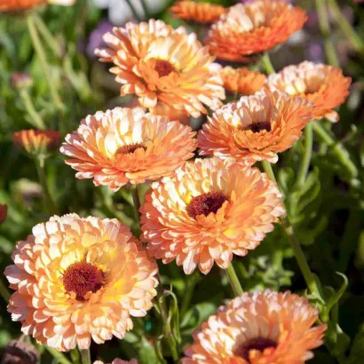 ПИНК СЮРПРАЙЗ