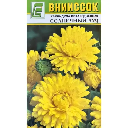 СОЛНЕЧНЫЙ ЛУЧ