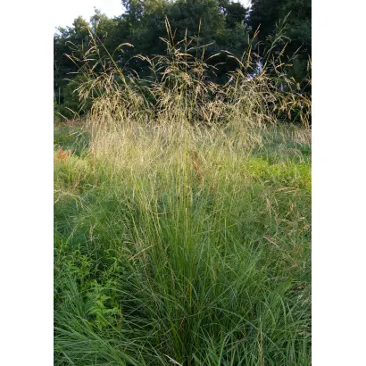 БАРКАМПСИЯ