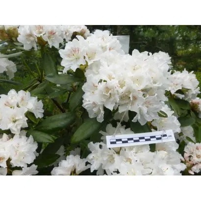 БЕЛЫЙ ЛЕБЕДЬ