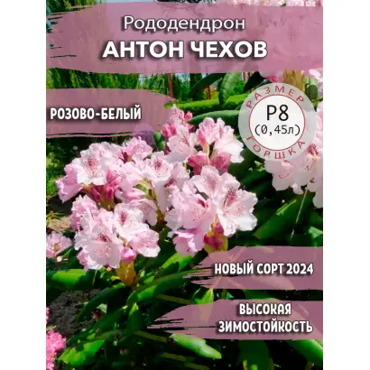 АНТОН ЧЕХОВ