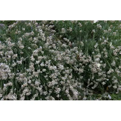 СНЕЖНЫЙ БАРС