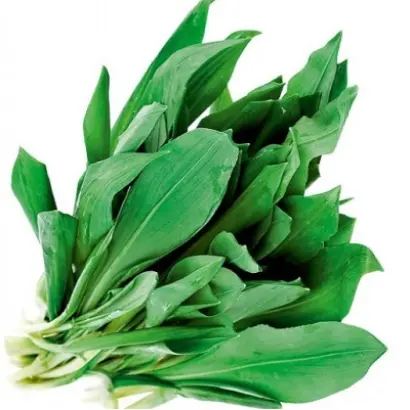 МЕДВЕЖОНОК