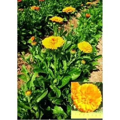 РАЙСКИЙ САД