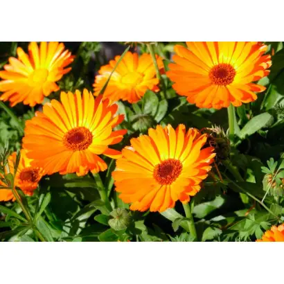 САХАРОВСКАЯ ОРАНЖЕВАЯ