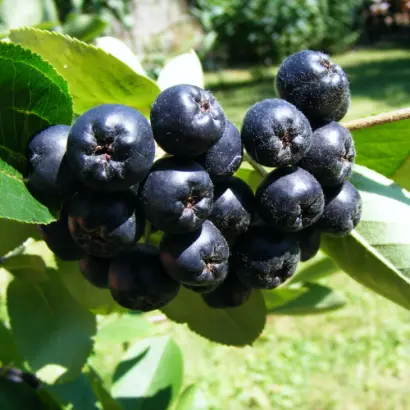 ЧЕРНОПЛОДНАЯ