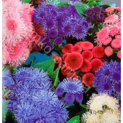 ВЕСЕННИЕ КАПЕЛИ