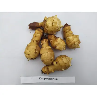 СКОРОСПЕЛКА