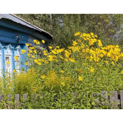 ОМСКИЙ БЕЛЫЙ