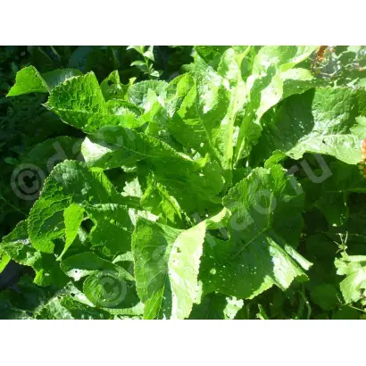 УВАРОВСКИЙ