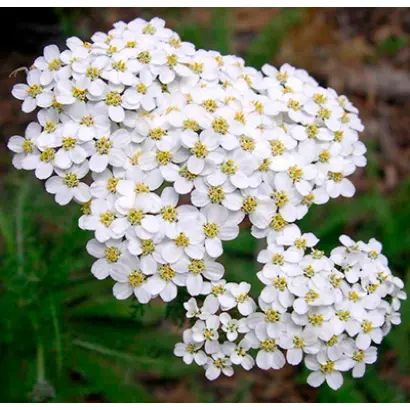 ВАСЮРИНСКИЙ