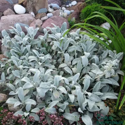 ЯБЛОНЕВЫЙ ЦВЕТ