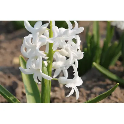 АРЕНТИНЕ АРЕНДСЕН