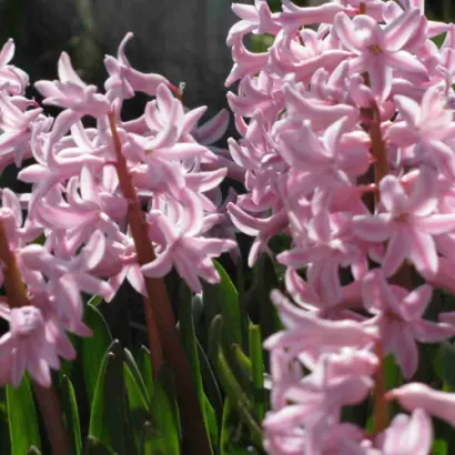 КУИН ОФ ПИНКС