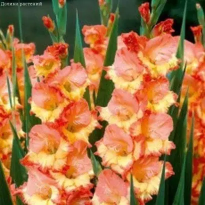 ПРИНЦЕССА МАРГАРЕТ