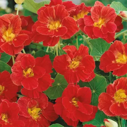 ПУРПУРНЫЙ ГЛЯНЕЦ