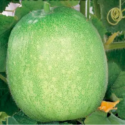 БЕЛОСНЕЖКА