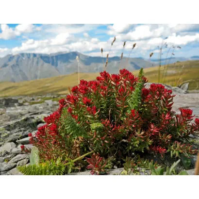 ПЕРВОУРАЛЬСКАЯ