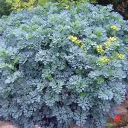 КРУЖЕВНИЦА