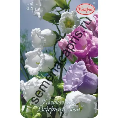 ВЕЧЕРНИЙ ЗВОН ФИОЛЕТОВЫЙ