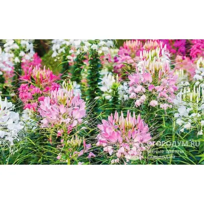 ЭСТАФЕТА ПРИМОРЬЯ