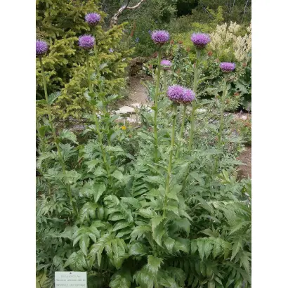 ТЮГУРЮКСКИЙ