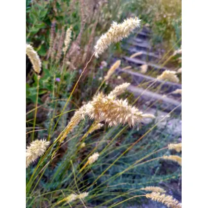 ХАБАРОВСКИЙ 86