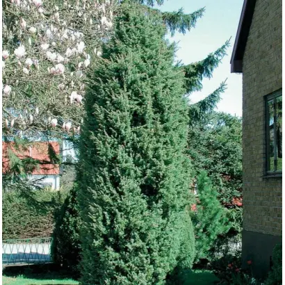 ТАЕЖНЫЙ ИЗУМРУД