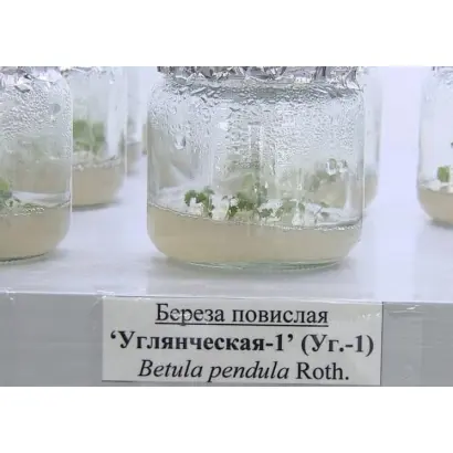 УГЛЯНЧЕСКАЯ 1