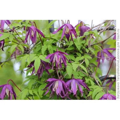 БИДЖИНСКАЯ