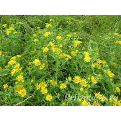 ВОРОНЕЖСКАЯ