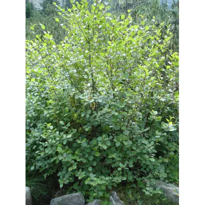 ВОРОНЕЖСКАЯ