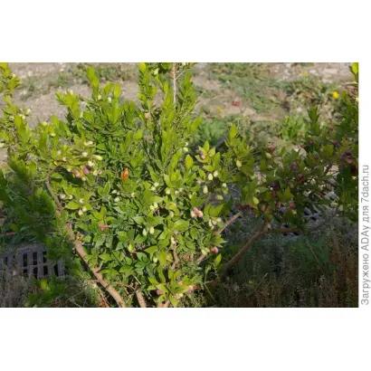 ЮЖНОБЕРЕЖНЫЙ