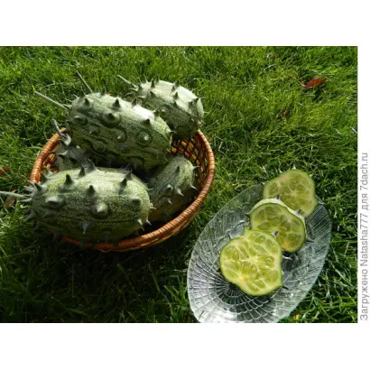 ЗЕЛЕНЫЙ ДРАКОН