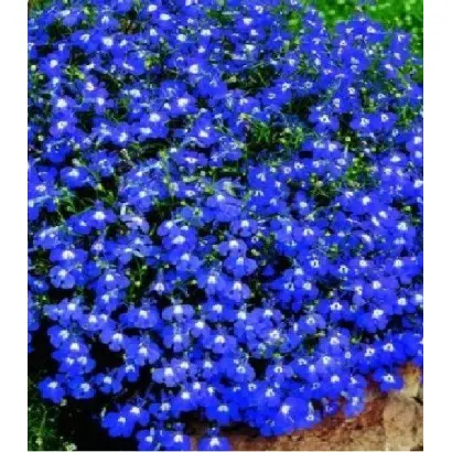 ГОЛУБОЙ БРИЗ