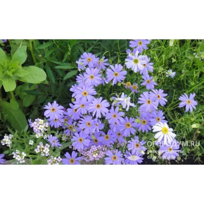 СИНЕГЛАЗКА